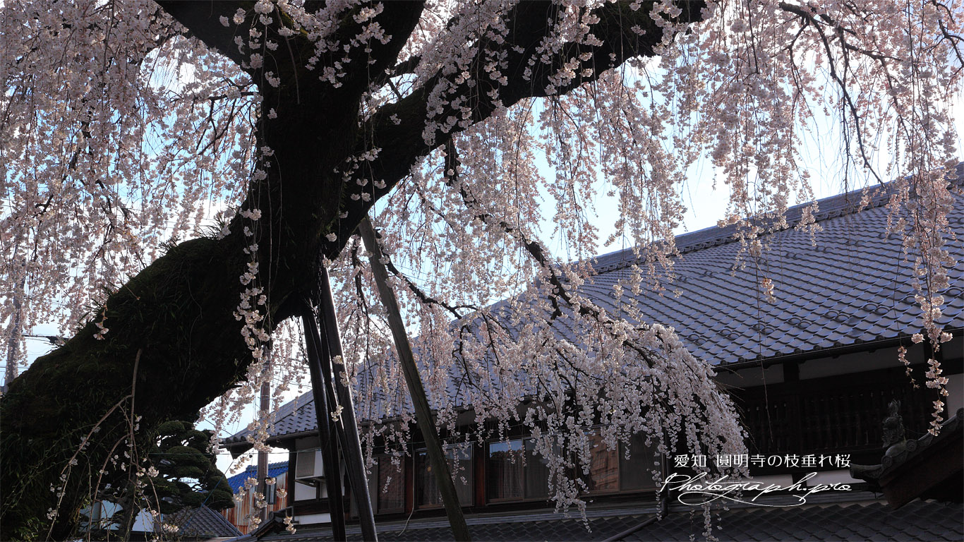 円明寺の枝垂桜 壁紙