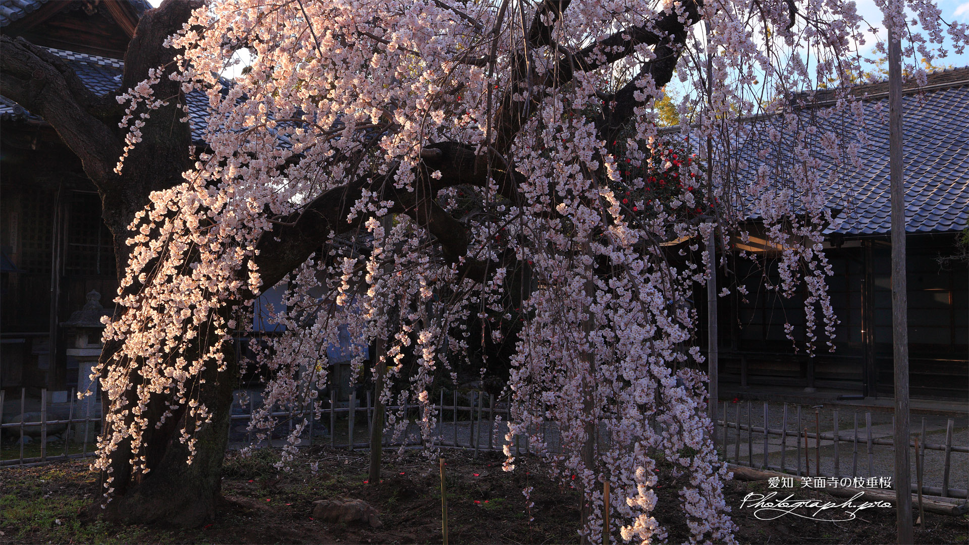 笑面寺の枝垂桜