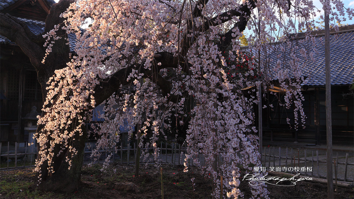 笑面寺の枝垂桜 壁紙