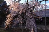 笑面寺の枝垂桜