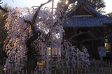 笑面寺のしだれ桜