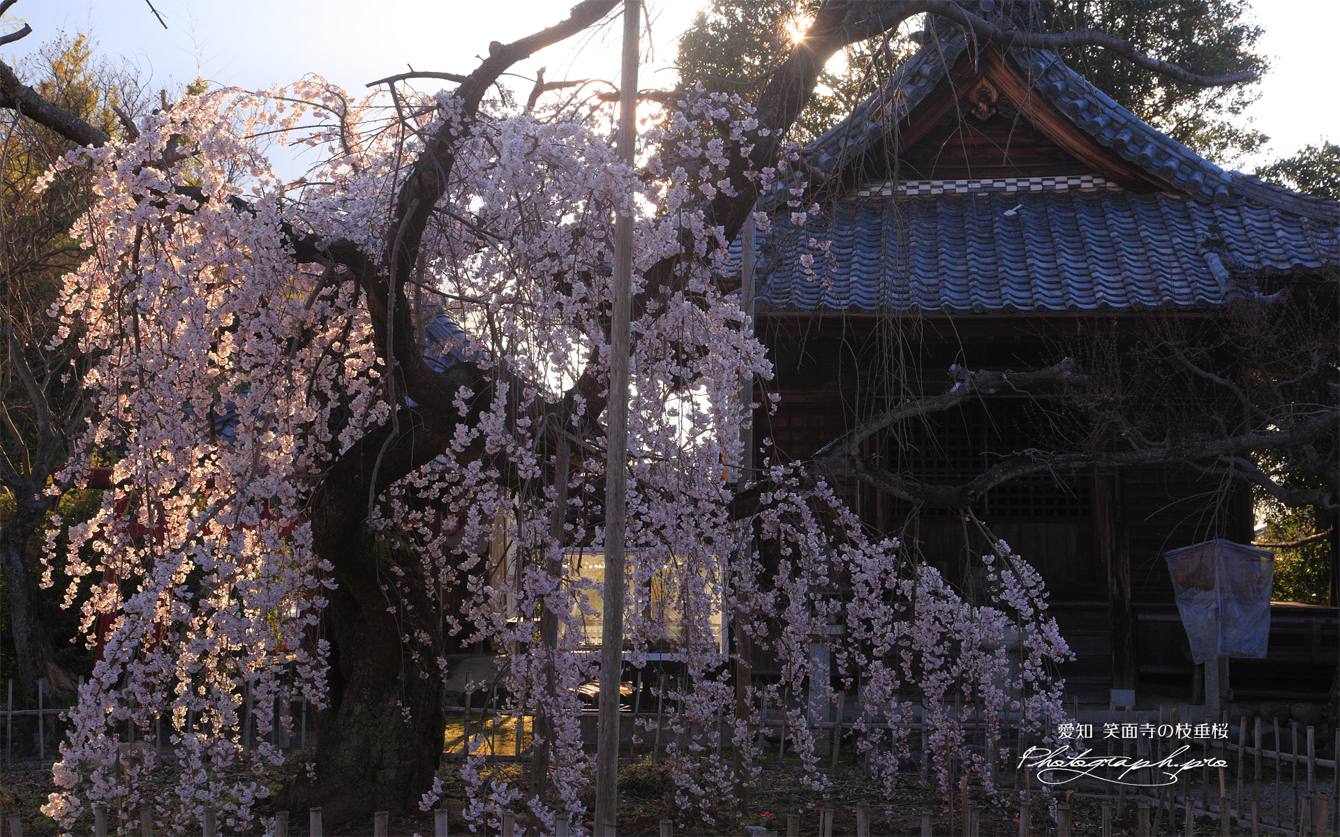 笑面寺のしだれ桜