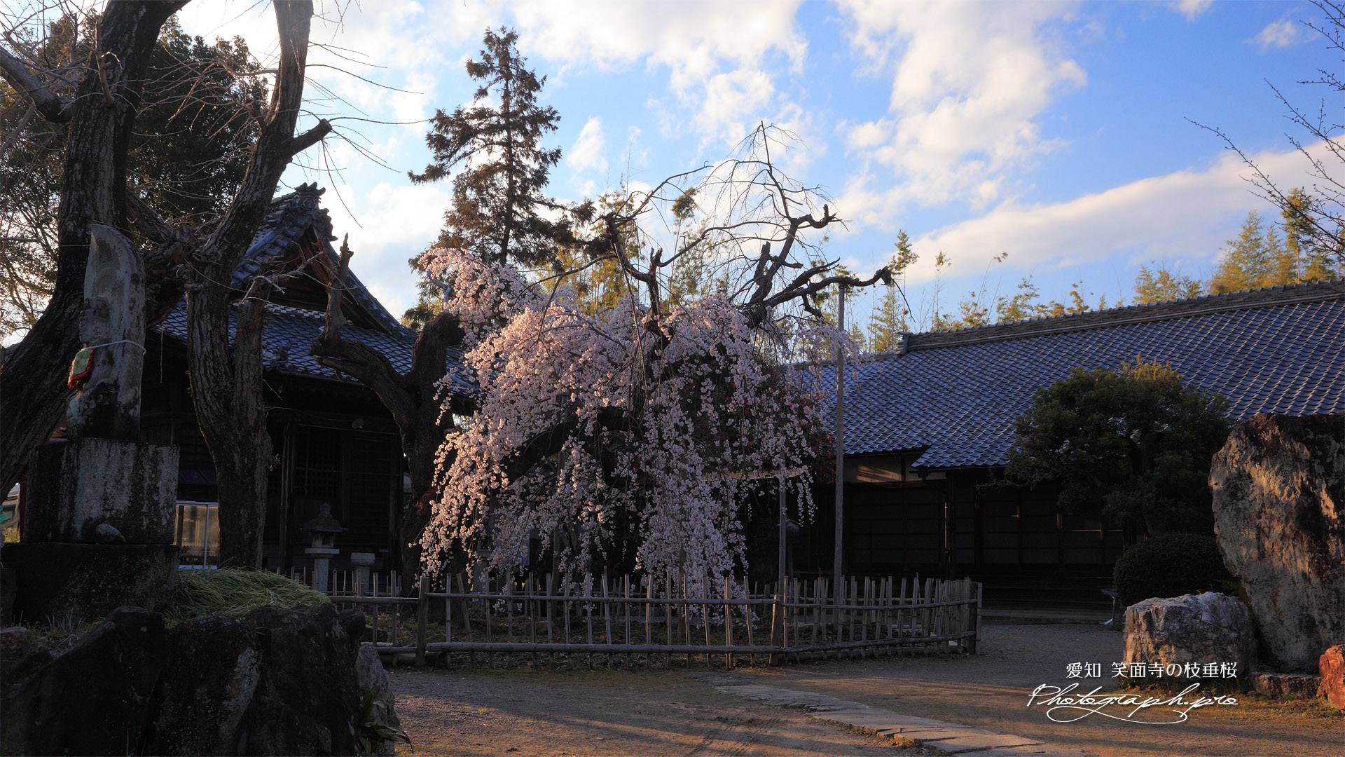 笑面寺のシダレザクラ