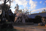 笑面寺のシダレザクラ