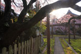 朝陽と長誓寺のしだれ桜