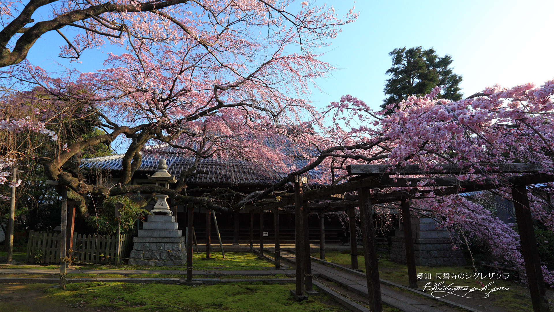 大蛇のような長誓寺のシダレザクラ