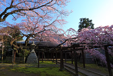 長誓寺のシダレザクラ