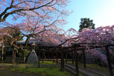 愛知県の桜