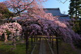 朝の長誓寺の枝垂桜