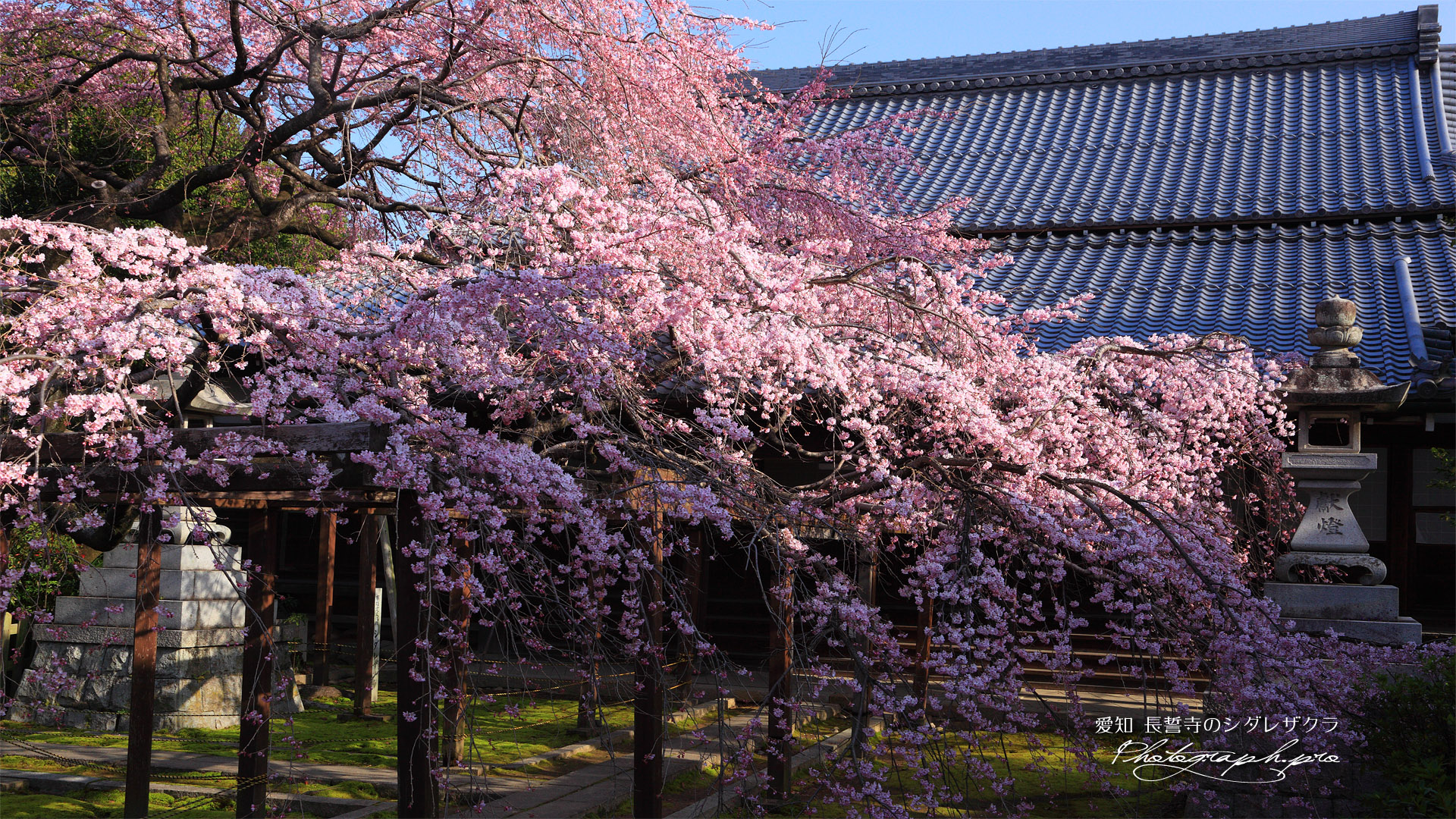 長誓寺の枝垂れ桜と本堂