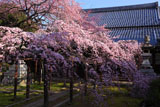 長誓寺の枝垂れ桜と本堂