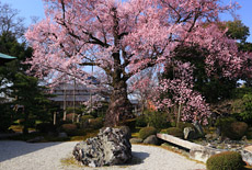 曼陀羅寺の弥陀桜