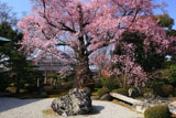 曼陀羅寺の弥陀桜