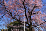 曼陀羅寺の江戸彼岸桜