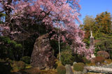 曼陀羅寺の彼岸桜