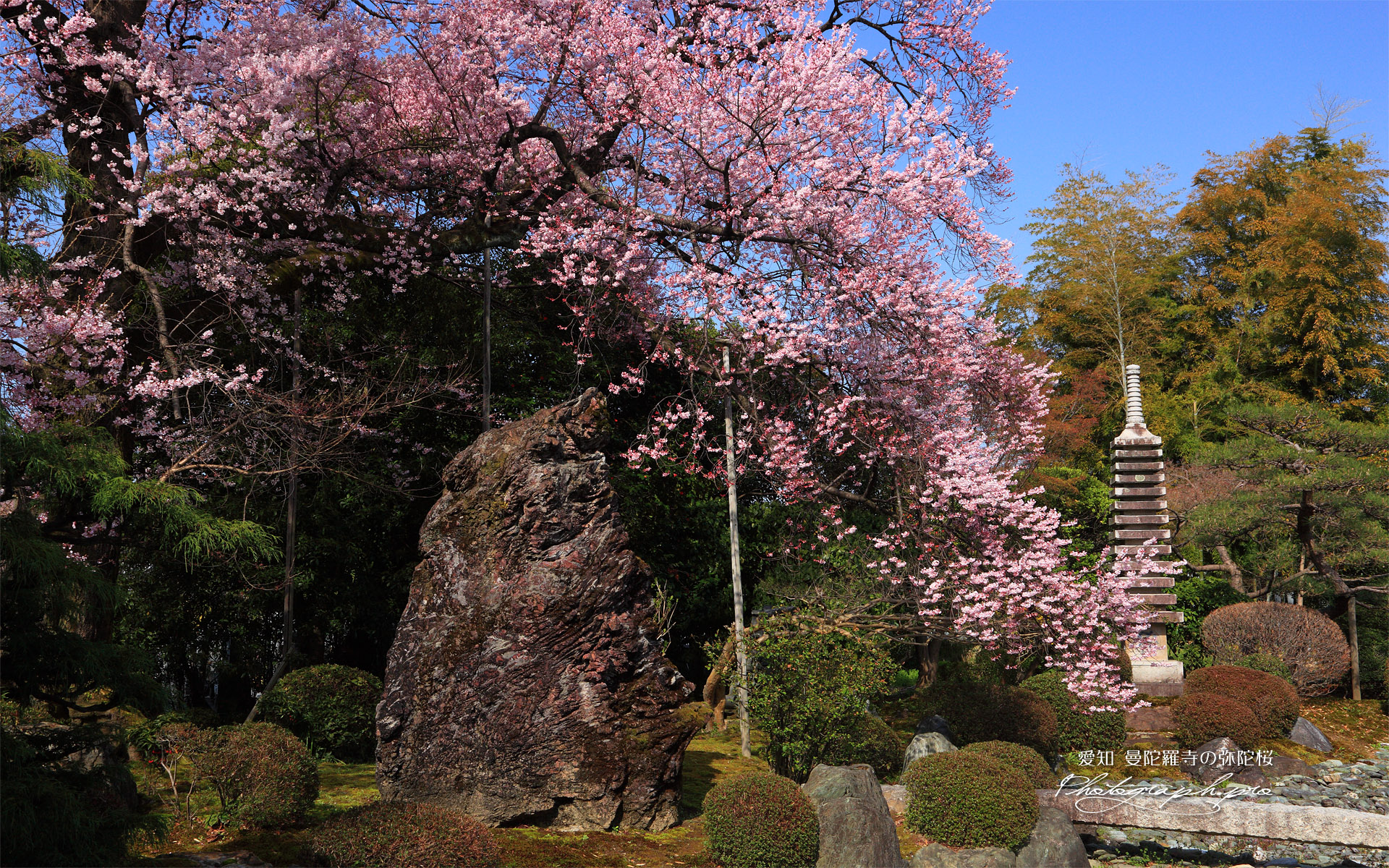 曼陀羅寺の彼岸桜