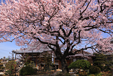 覚成寺のひがんざくら