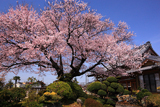覚成寺の彼岸桜