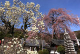 林陽寺の枝垂桜