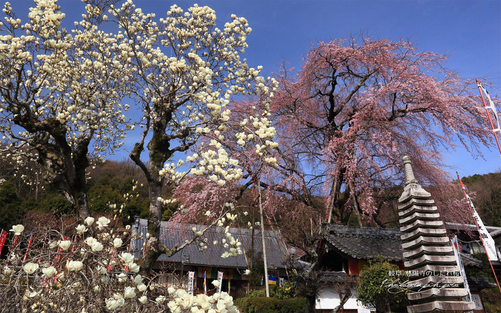 林陽寺の枝垂桜