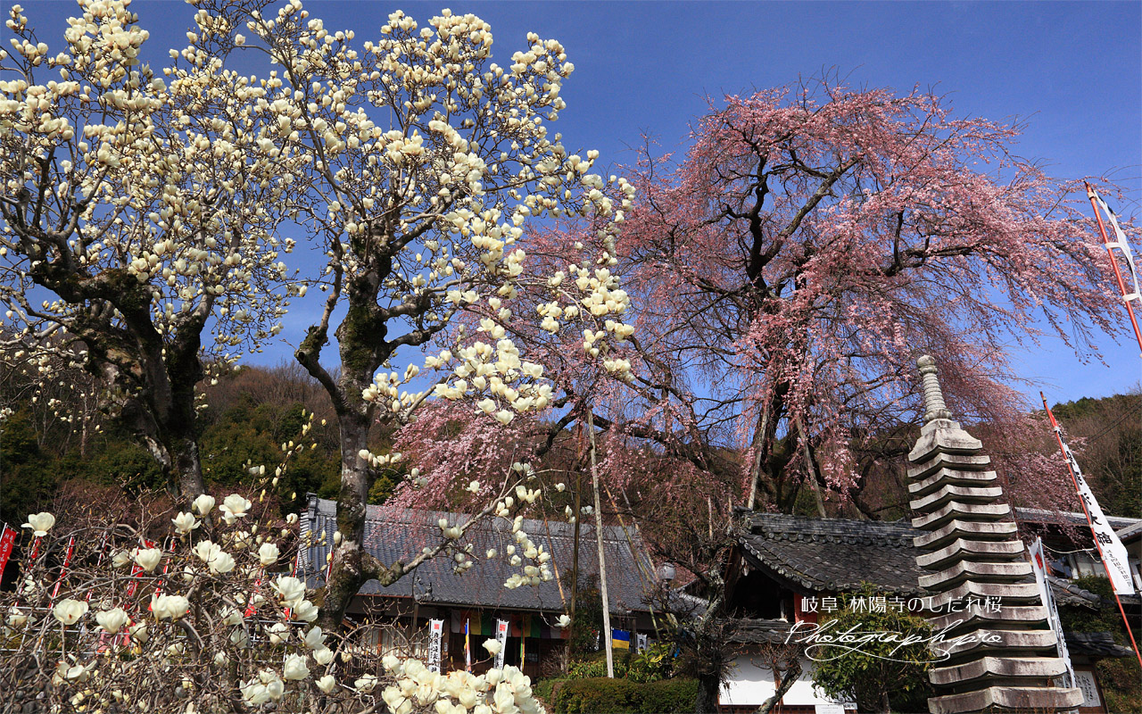 林陽寺の枝垂桜 壁紙