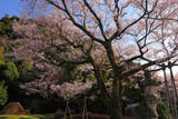 樹齢100年ほどの鵜飼桜