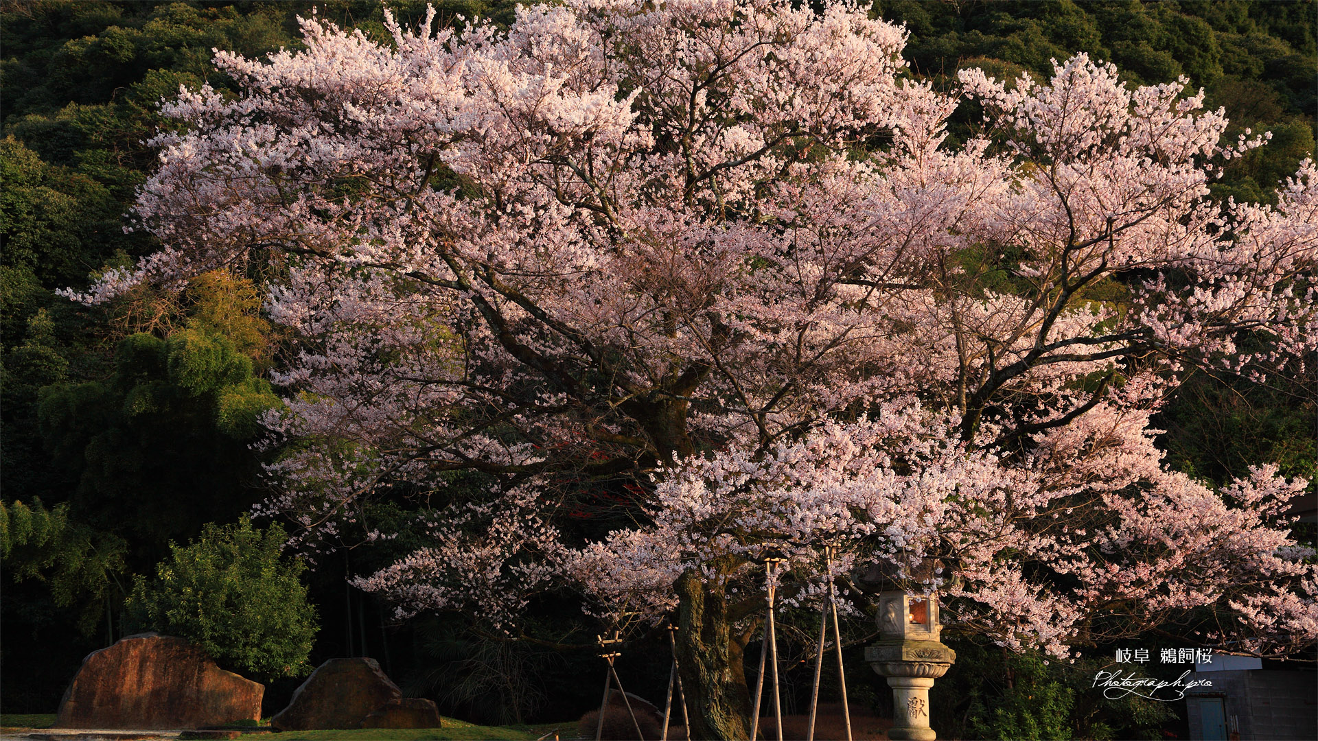 鵜飼桜 金華山