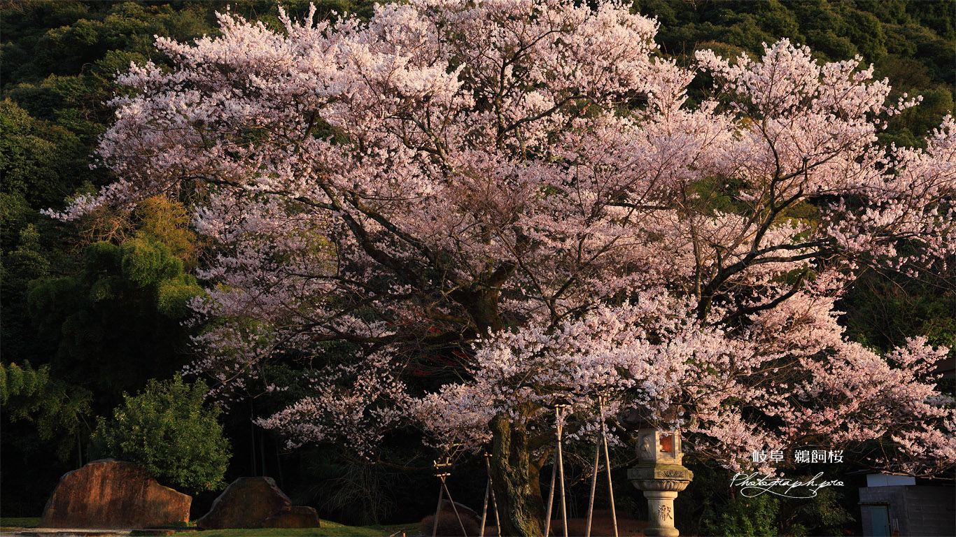 鵜飼桜 金華山 壁紙