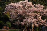 鵜飼桜 金華山