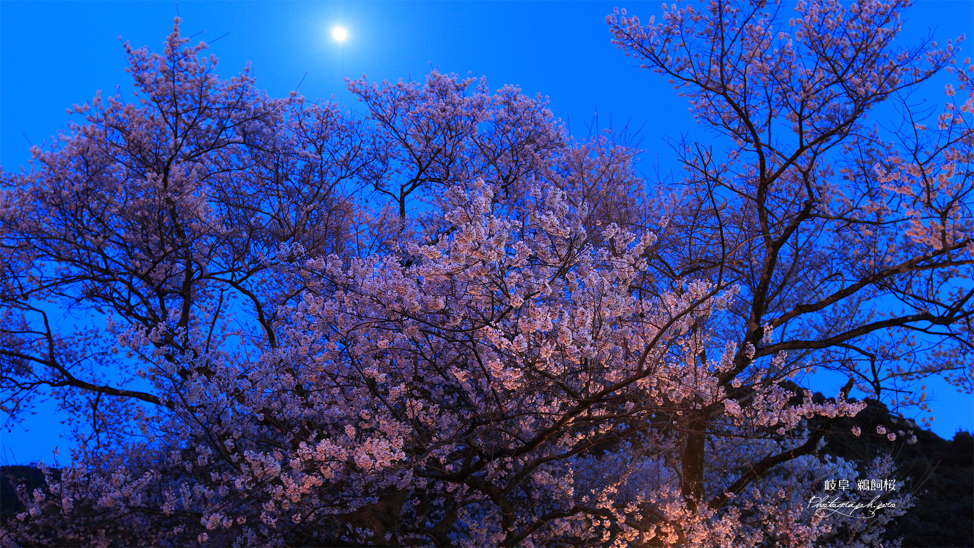 鵜飼桜 月光