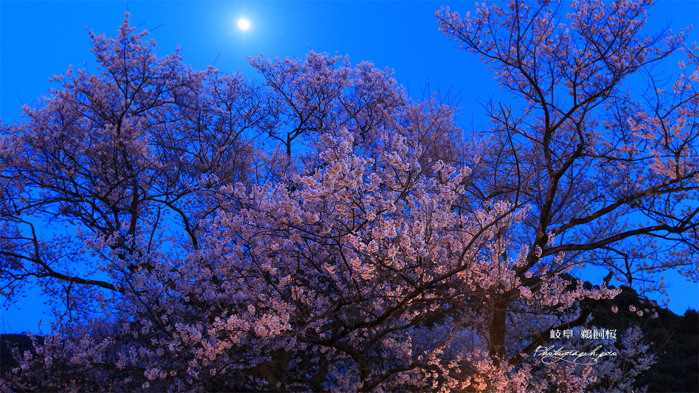 鵜飼桜 月光 壁紙