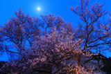 鵜飼桜 月光