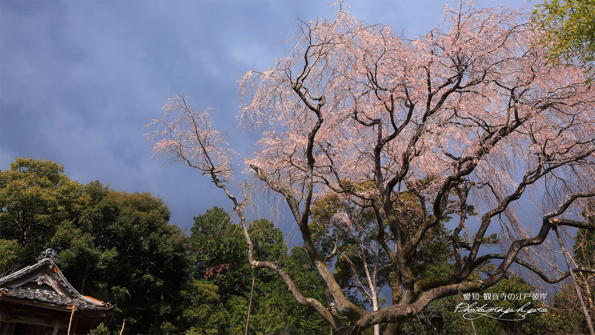 観音寺の江戸彼岸