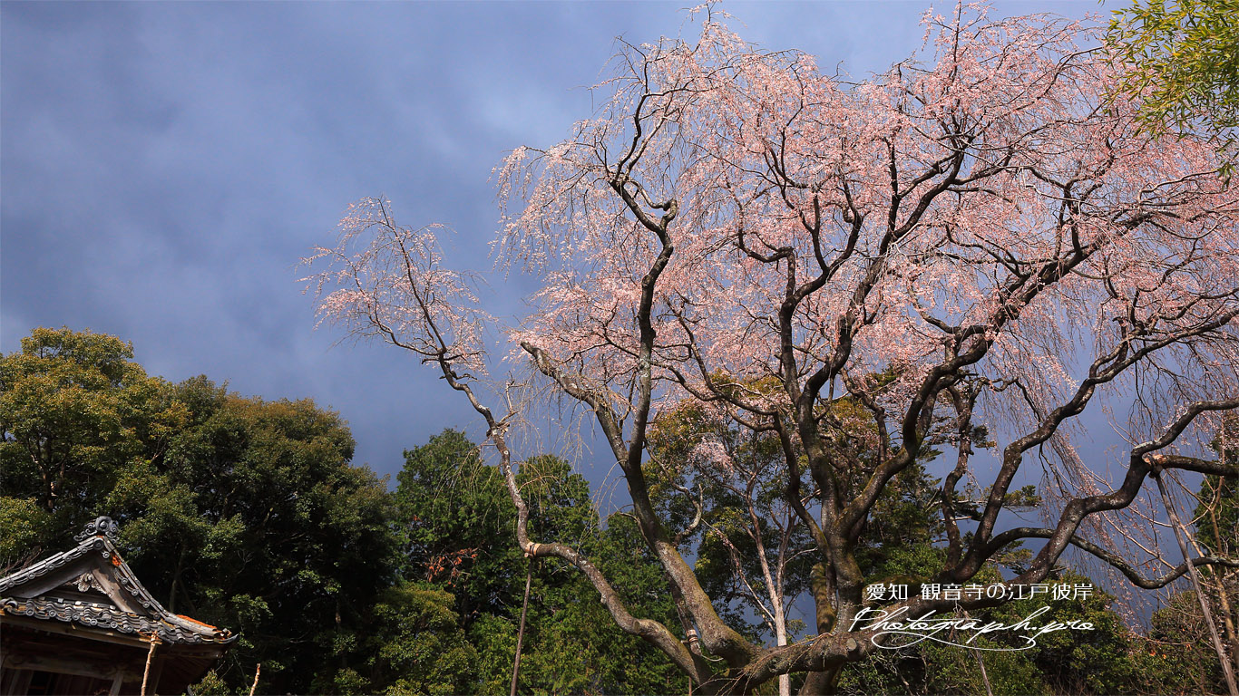 観音寺の江戸彼岸 壁紙