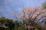 観音寺の江戸彼岸