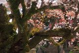 長福寺のヤマザクラ
