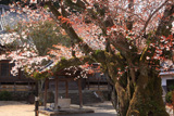 長福寺のヤマザクラ