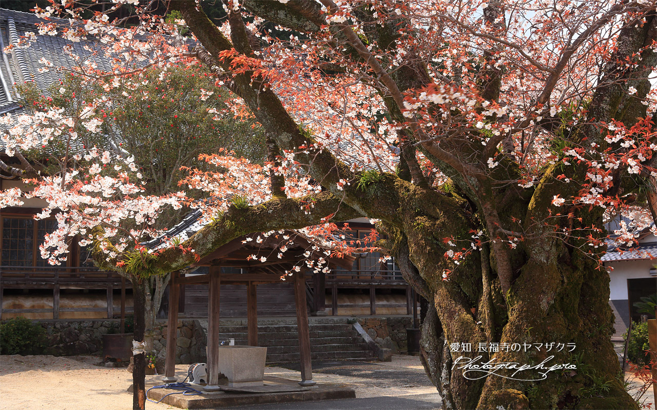 長福寺のヤマザクラ 壁紙
