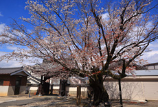 長福寺のヤマザクラ
