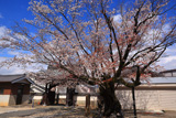 長福寺のヤマザクラ