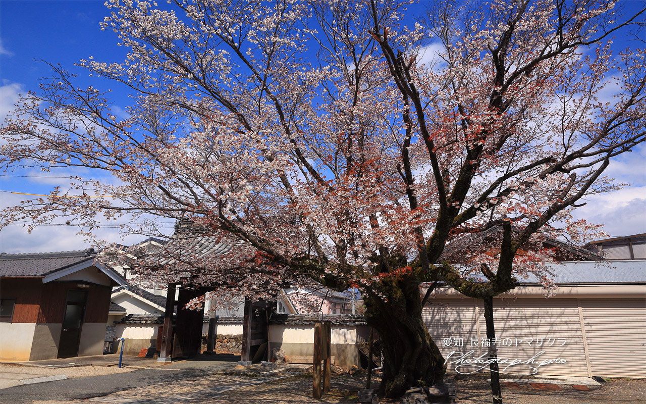 長福寺のヤマザクラ 壁紙