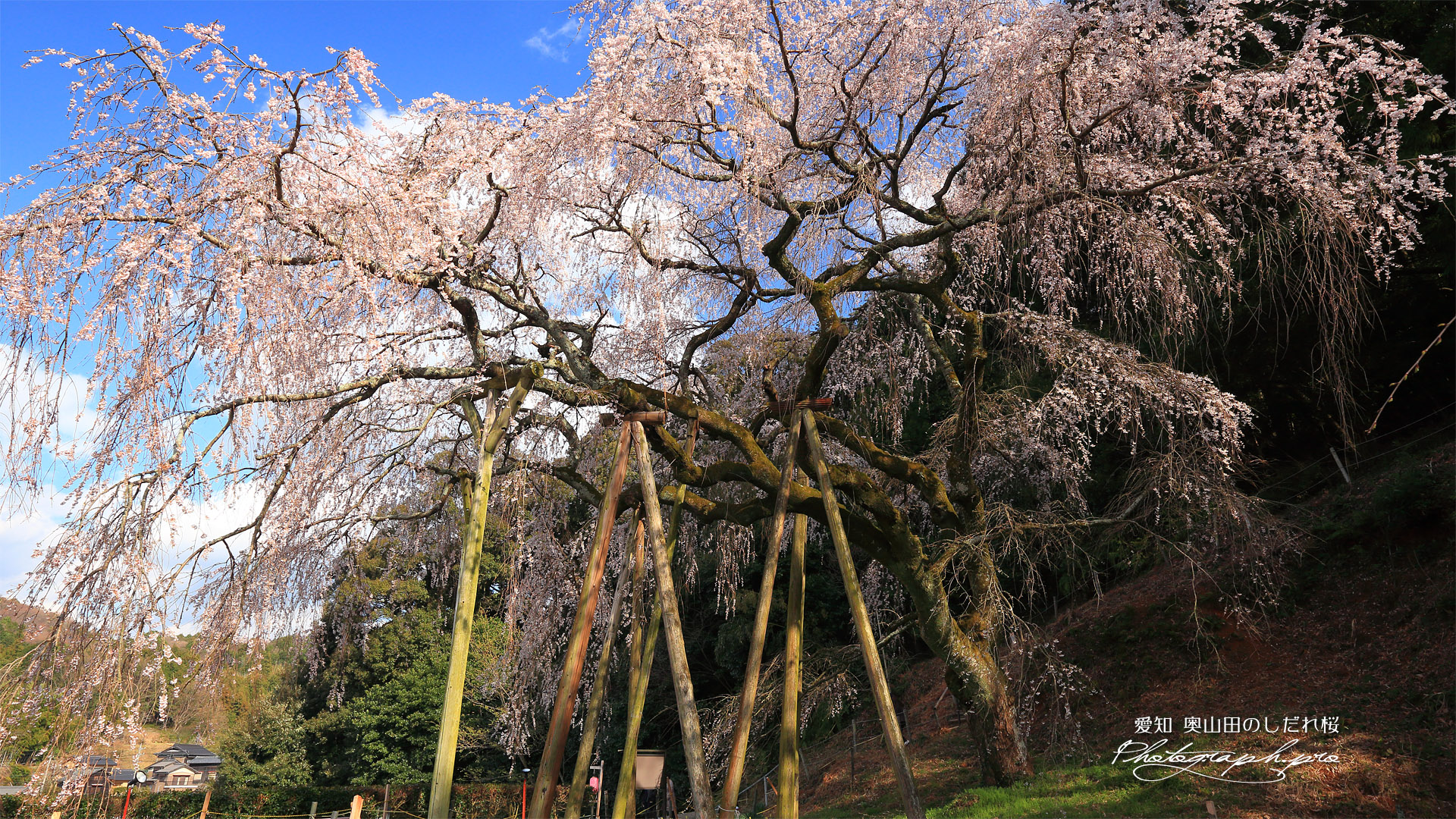 奥山田のしだれ桜