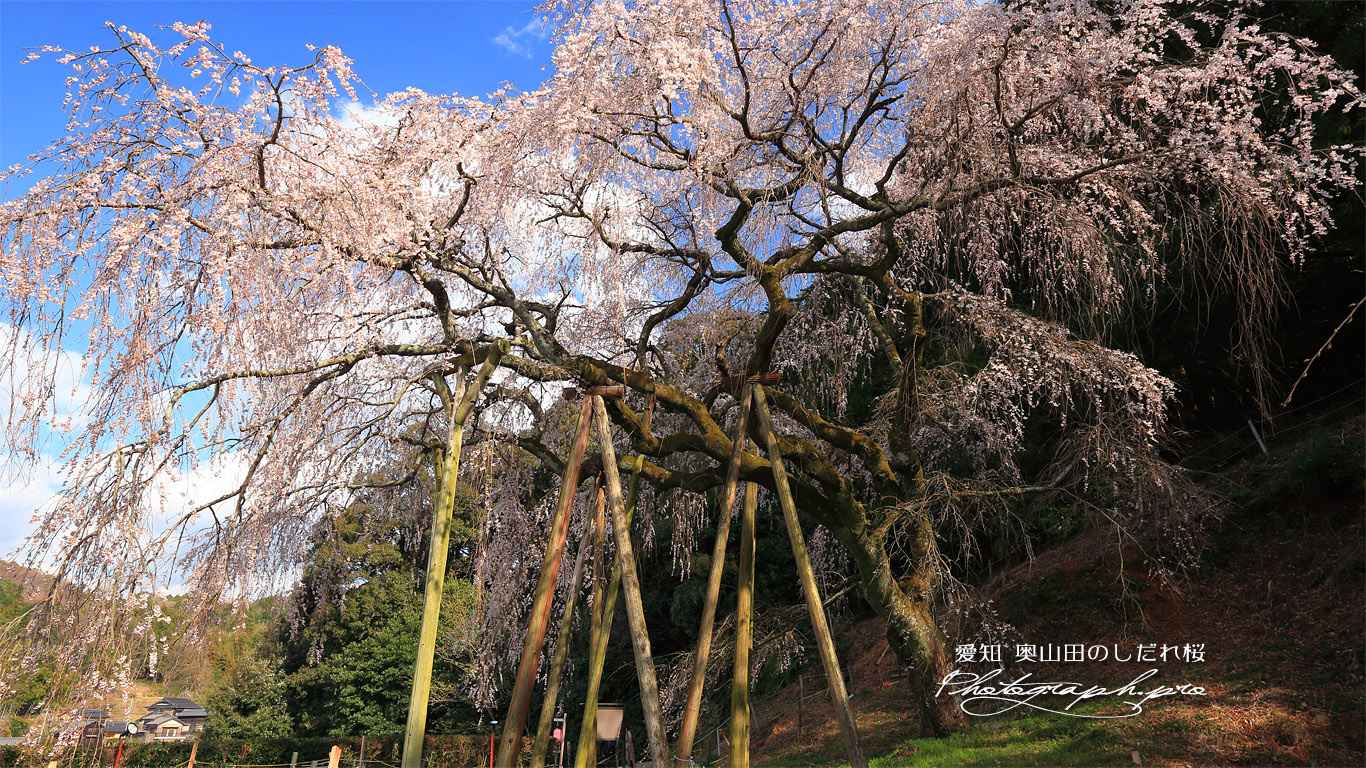 奥山田のしだれ桜 壁紙