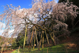 奥山田のしだれ桜
