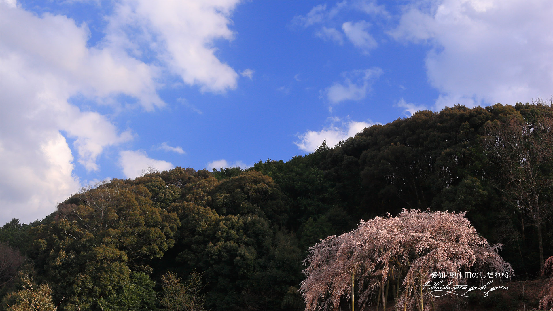 奥山田のしだれ桜