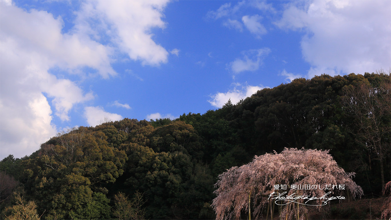 奥山田のしだれ桜 壁紙