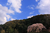 奥山田のしだれ桜