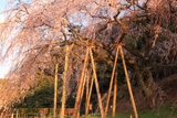 奥山田のしだれ桜
