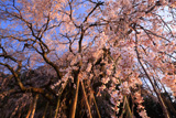 奥山田のしだれ桜