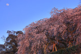 奥山田のしだれ桜